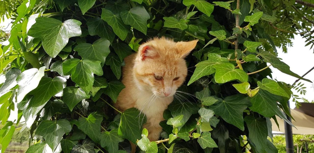 Maletto Etna, Salvia E Rosmarino 빌라 외부 사진